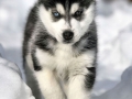 Siberian Husky puppy 6