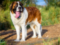 Saint Bernard Looking Up Adoringly While Walking On A Path In The Dog Park