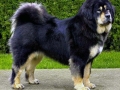 Tibetan Mastiff 2
