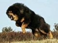 Tibetan Mastiff 7