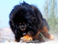 Tibetan Mastiff 8