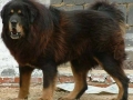 Tibetan Mastiff 9
