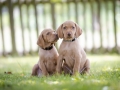 5 week old puppies of vizsla hound dog