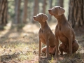 Two Beautiful Hunting Dogs Breed Weimaraner For A Walk In The Forest Portrait