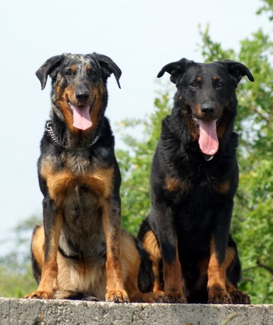 The Ultimate Guide To The Beauceron: Origins, Characteristics, And Care ...