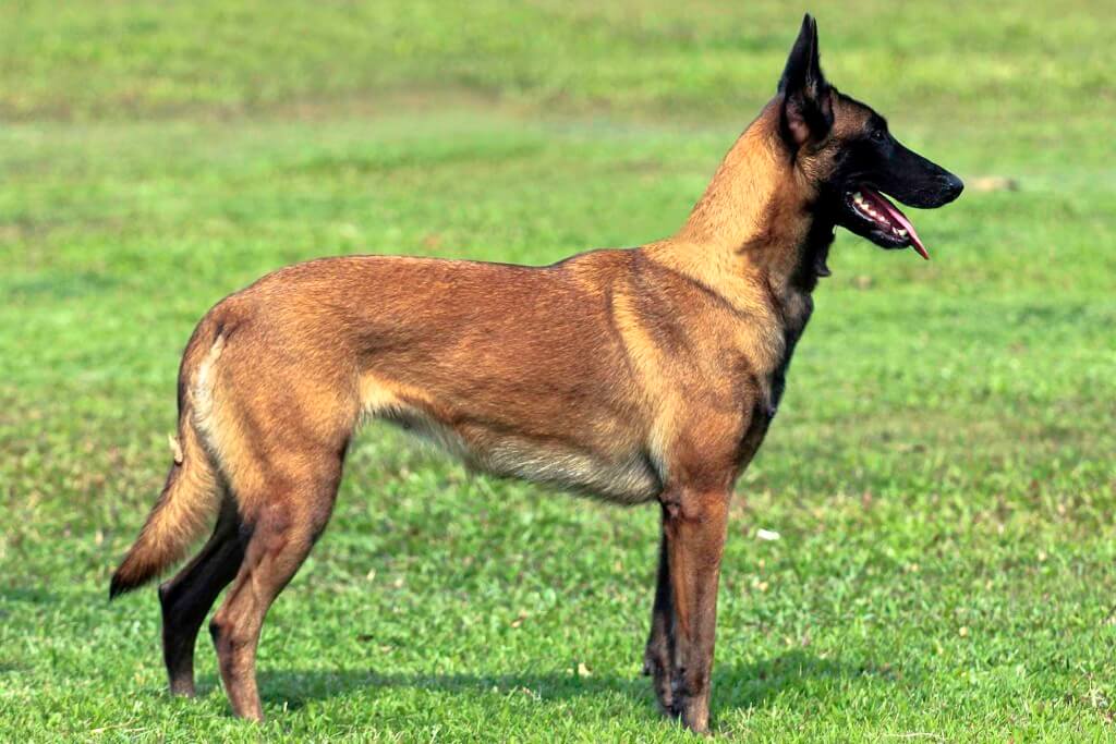 Belgian Malinois: A Comprehensive Guide to This Remarkable Dog Breed ...