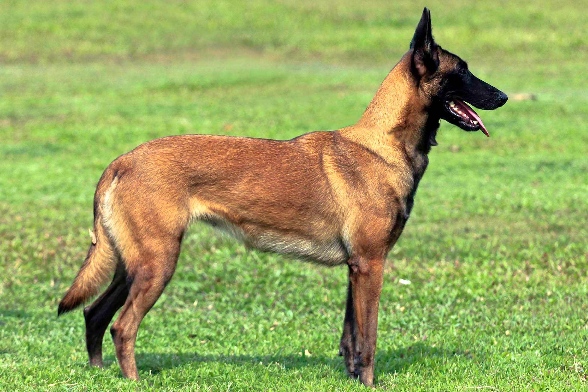 malinois dog