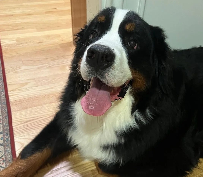 Bernese Mountain Dog: The Gentle Giant of the Swiss Alps - All Big Dog ...