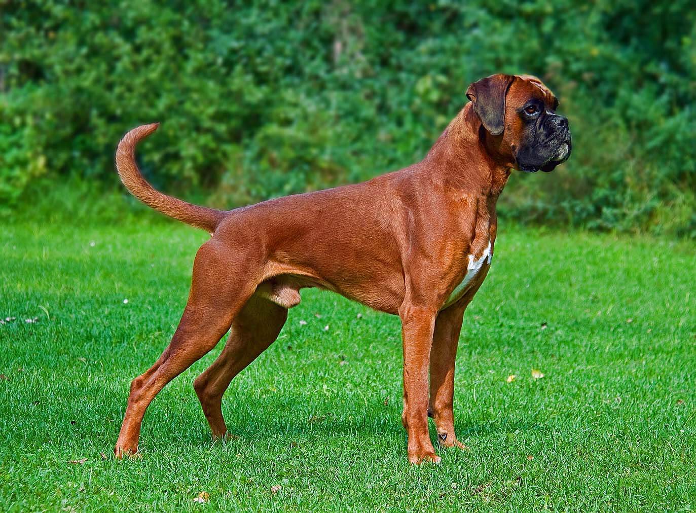 Boxer Dog - All Big Dog Breeds