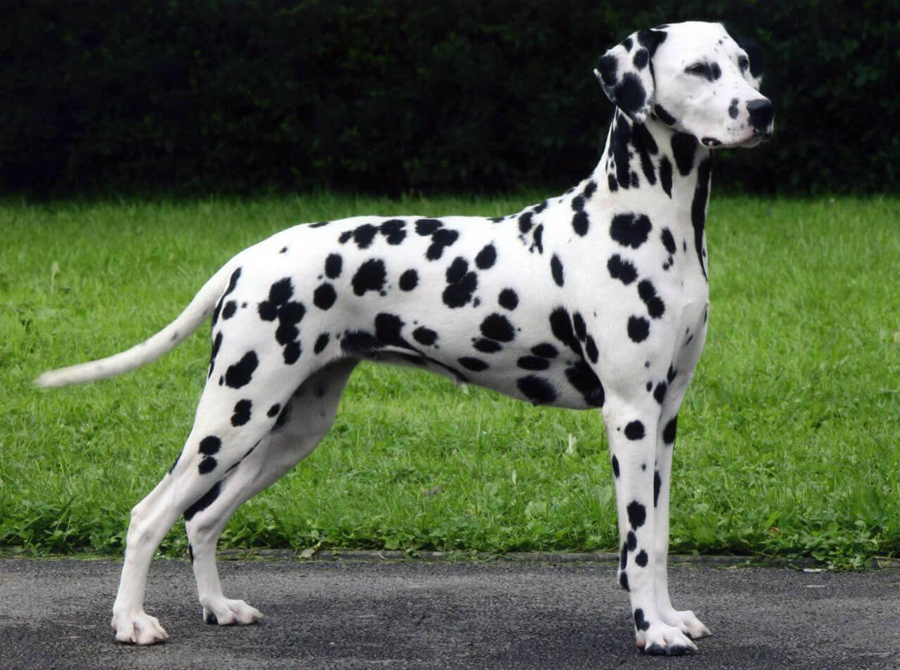 Dalmatian All Big Dog Breeds