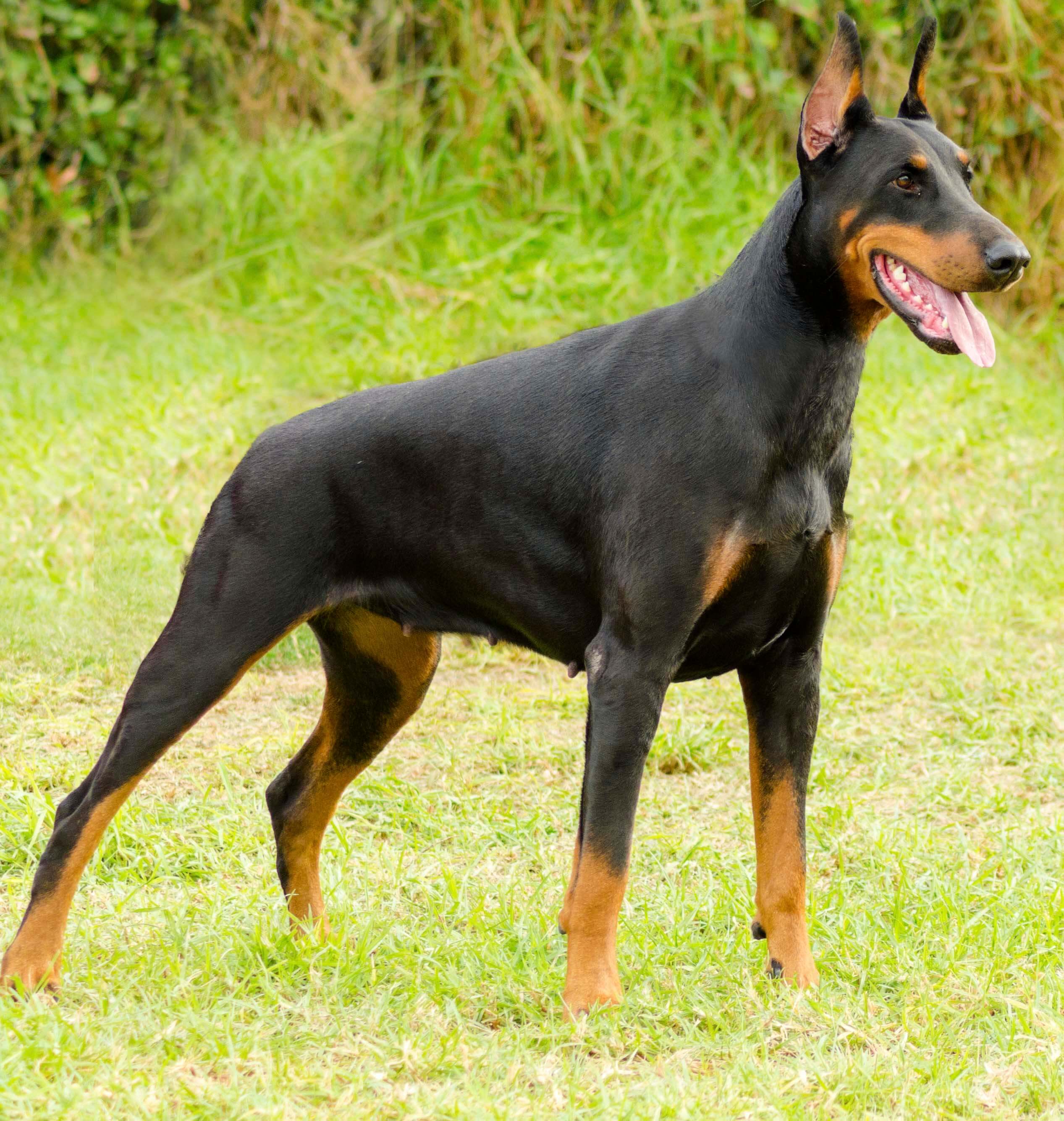 biggest doberman ever