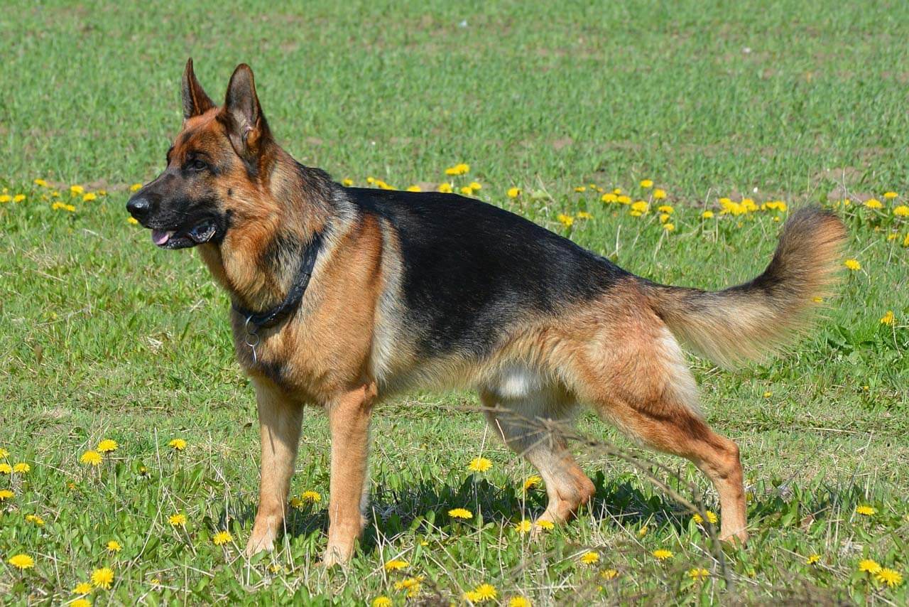 German Shepherd Dog - All Big Dog Breeds