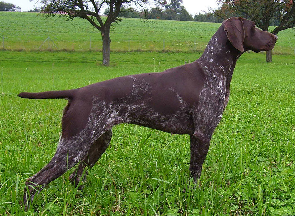 dk german shorthaired pointer