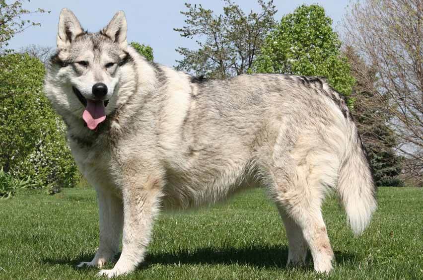 big indian dog breeds