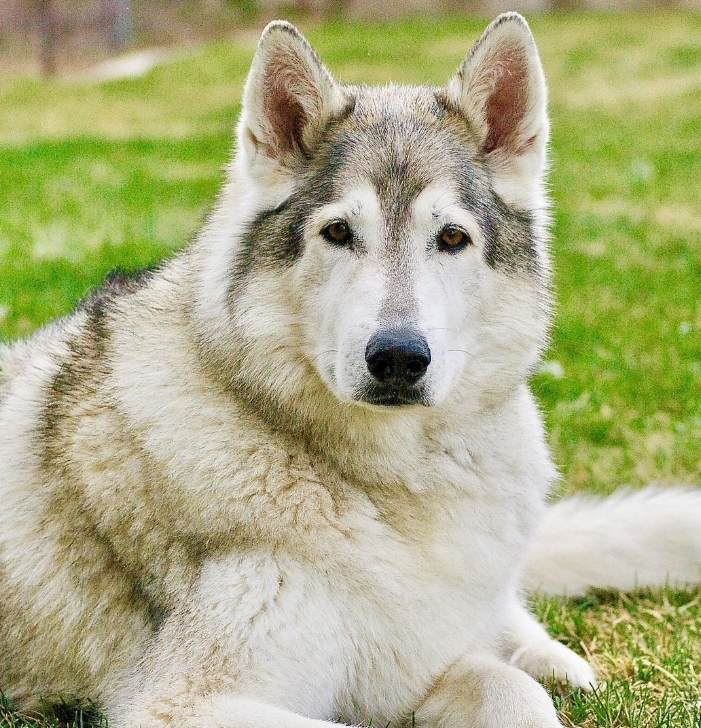 Northern Inuit Dog
