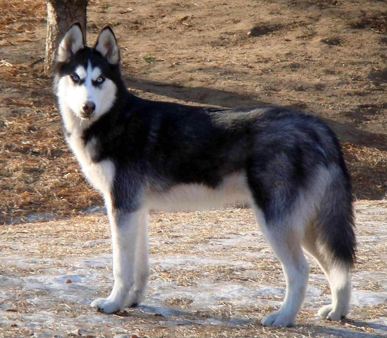 are siberian huskies big dogs