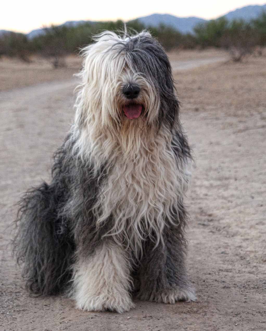 old-english-sheepdog-all-big-dog-breeds