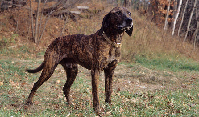 Plott Hound - All Big Dog Breeds