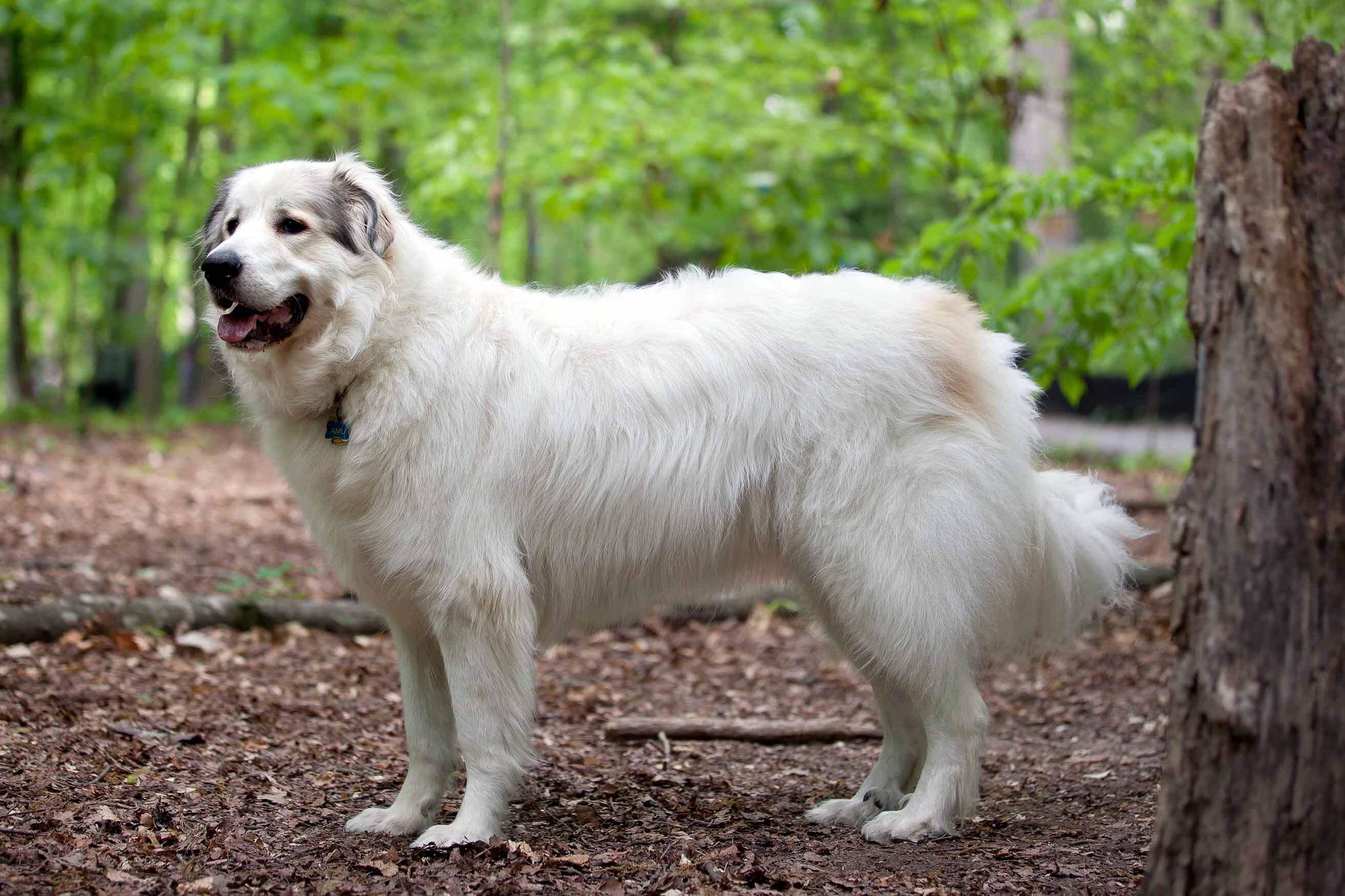 great-pyrenees-all-big-dog-breeds