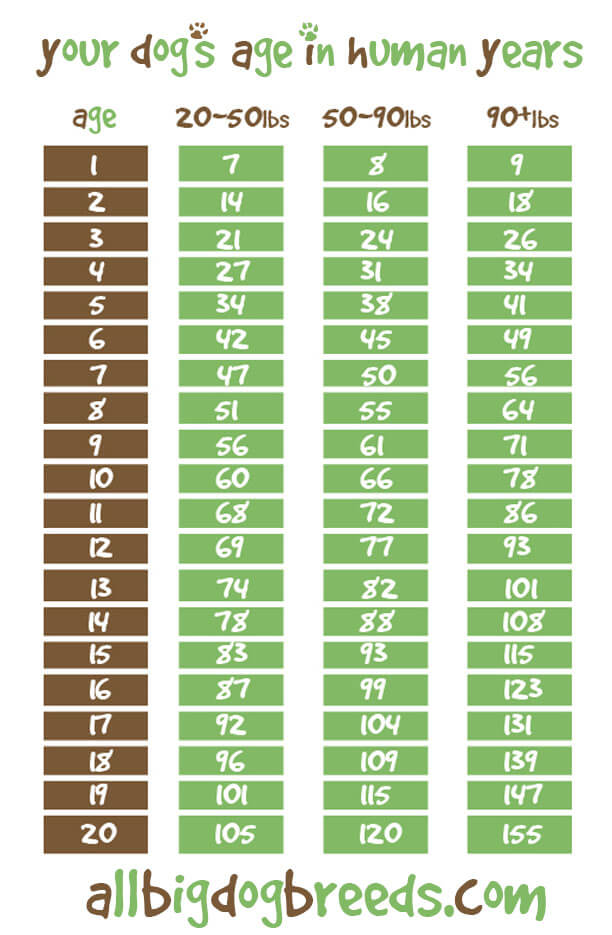 Dog Age Chart By Breed - Goldenacresdogs.com
