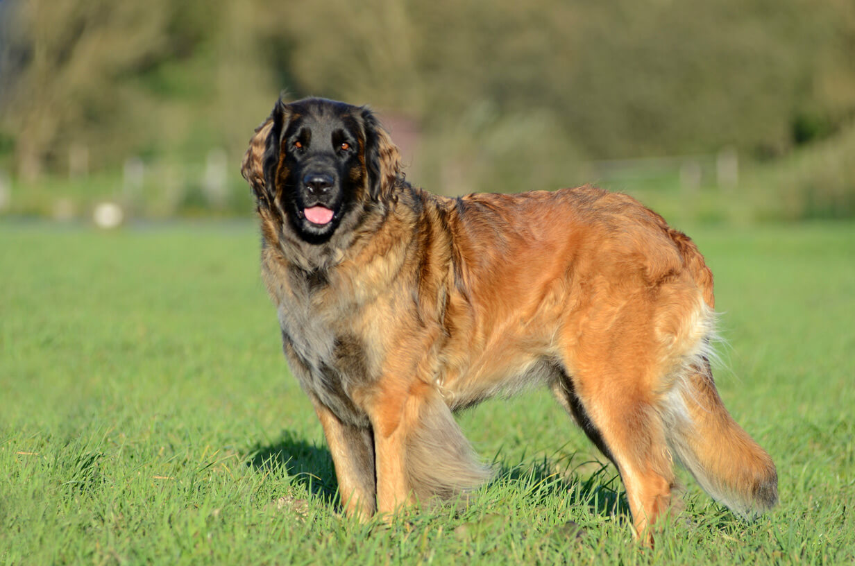 Leonberger All Big Dog Breeds