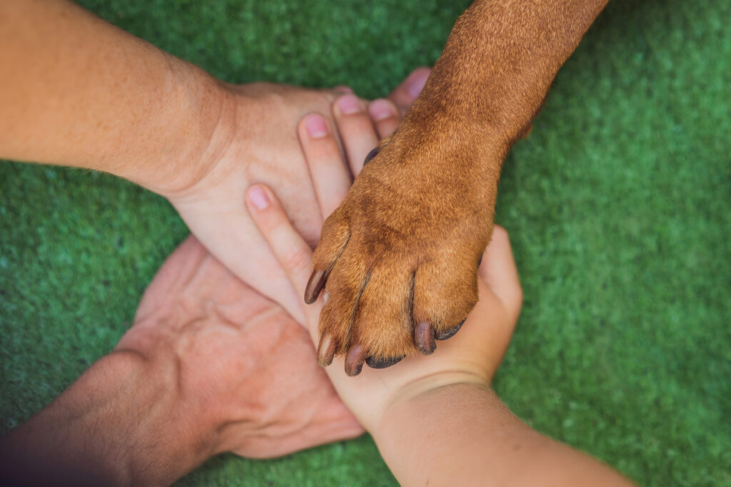 Dog Breeds with Big Paws