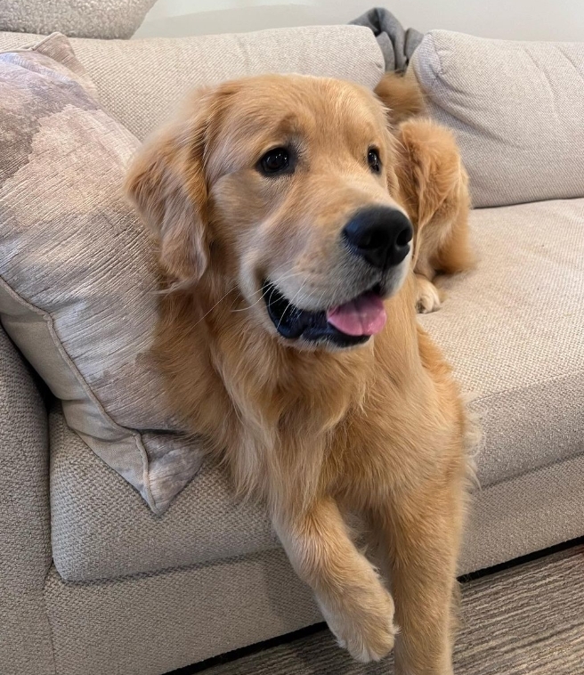 The Golden Retriever with a Big Head: AKA Blockhead - All Big Dog Breeds