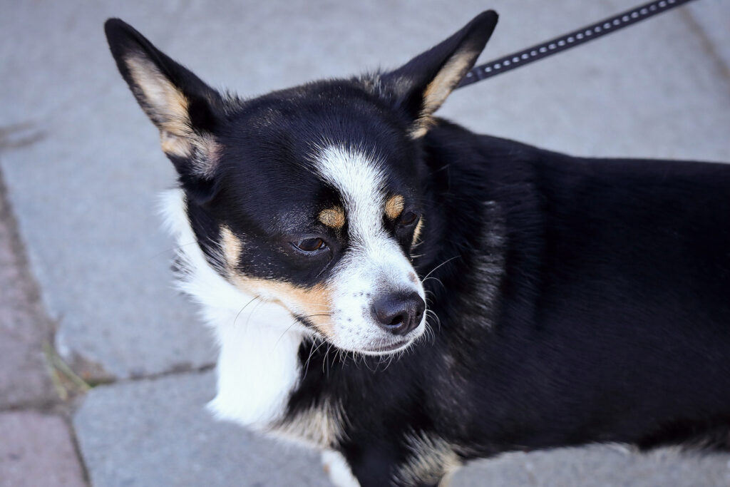 The Mysterious Big Black Dog With Pointy Ears: Breed Identification and