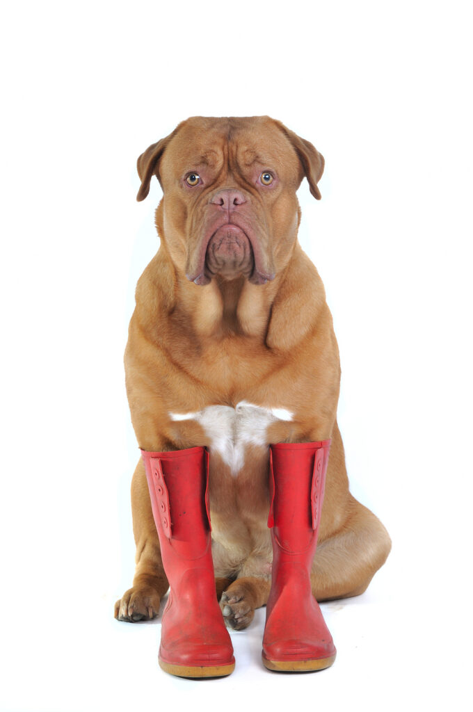 Selecting the Perfect Shoes for Big Dogs