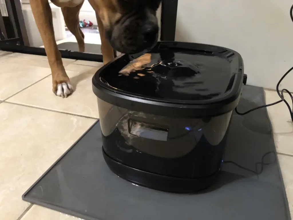 Kastty Dog Water Fountain Fountain Review